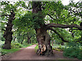 SK6267 : Ancient oak trees in Sherwood Forest by Phil Champion