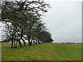 SE2353 : Row of trees along a field boundary, Haverah Park by Stephen Craven