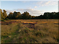 SK6268 : An area of heathland within Sherwood Forest by Phil Champion