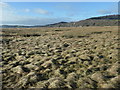 NX9155 : Merse [salt marsh] at Mersehead by Christine Johnstone