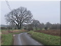 TL4624 : Country lane near Bishop's Stortford by Malc McDonald