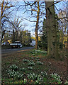 TL4648 : Whittlesford: North Road snowdrops by John Sutton