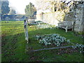 SU0996 : Snowdrops in Down Ampney churchyard by Vieve Forward