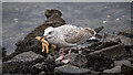 J3575 : Juvenile gull, Belfast by Rossographer