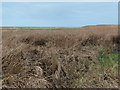 SJ2680 : Salt marsh at Gayton Cottage by Christine Johnstone