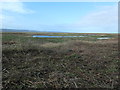 SJ2876 : Salt marsh at Little Neston by Christine Johnstone