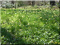 TQ4878 : Wild daffodils in Lesnes Abbey Woods by Marathon