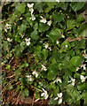 SX9068 : Violets, Downway Lane, Daccombe by Derek Harper