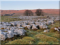 SD8780 : Limestone Pavement near Beckermonds by David Dixon