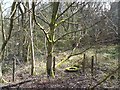 SJ9594 : Moss-covered tyre in Gower Hey Wood by Gerald England