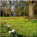 ST3087 : Spring flowers, Belle Vue Park by Robin Drayton