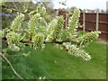 SO7844 : Bay willow catkins by Philip Halling