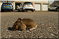 SS5032 : A stationary field mouse in a residential area by Roger A Smith