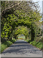 J5574 : Trees at the Crossnamuckley Road by Rossographer