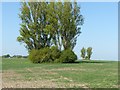 SK6236 : Overgrown pillbox at Tollerton airfield (DoB S0000659) by Alan Murray-Rust