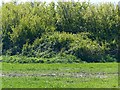 SK6236 : Overgrown pillbox at Tollerton airfield (Type 22: DoB S0000662) by Alan Murray-Rust