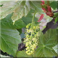 NT2570 : Sycamore inflorescence by M J Richardson