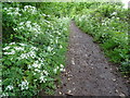 SO7843 : Cow parsley on an old railway by Philip Halling