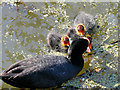 SD7807 : Group of Coots on the Manchester, Bolton and Bury Canal by David Dixon