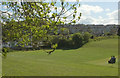 SX9365 : Ash leaves, Walls Hill by Derek Harper