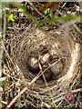 SN6814 : Skylark nest by Alan Hughes