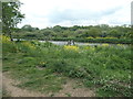 SE3521 : Self-seeded oil seed rape on the banks of the River Calder by Christine Johnstone