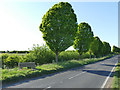 SE4036 : Approaching Barwick-in-Elmet from the south by Stephen Craven