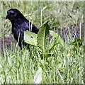 SJ9594 : Wildlife by the Trans Pennine Trail by Gerald England