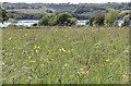 SZ5093 : Field with buttercups overlooking the River Medina by Paul Coueslant