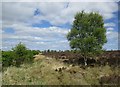 NS6651 : Birch tree on Flatt Moss by Alan O'Dowd