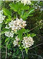 TF0820 : Hawthorn in hedgerow - 3 by Bob Harvey