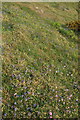 SX9150 : Bluebells and thrift near Ivy Cove by Derek Harper