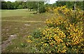 NS5674 : Broom beside the 13th fairway by Richard Sutcliffe