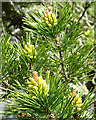 NJ3457 : Lodgepole Pine (Pinus contorta) by Anne Burgess