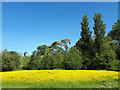 SP2005 : Buttercup meadow near Eastleach Martin by Vieve Forward