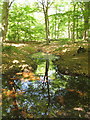 SU9586 : Last water in stream, Egypt Woods by David Hawgood