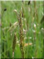 SP2964 : Sweet Vernal Grass in flower, St Nicholas Park, Warwick by Robin Stott