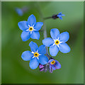 NH7956 : Forget-me-not in Carse Wood by valenta