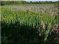 SE3522 : Yellow iris in marshland alongside Balk Lane by Stephen Craven