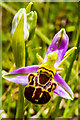 TQ2252 : Bee Orchid (Ophrys apifera) by Ian Capper