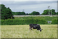 SK1509 : Staffordshire pasture north-west of Whittington by Roger  D Kidd