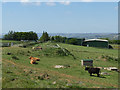 SE0123 : Longhorn cattle at Pitts Farm by Stephen Craven