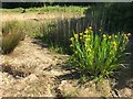 SK4934 : Iris in a dried-up pond by David Lally