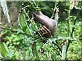 SK4934 : Snail feasting on a broom plant by David Lally