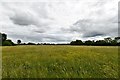 TM3482 : All Saints South Elmham: All Saints Common by Michael Garlick