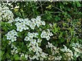 TF0820 : Hawthorn in hedgerow - 36 by Bob Harvey