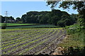 SU7668 : Newly-sown maize at Arborfield by Simon Mortimer