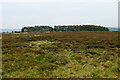 NZ0735 : Larch Hill Plantation by Andy Waddington