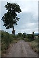 SO7108 : Farm track and tree by John Winder