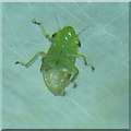 NT2470 : Froghopper nymph - ventral view by M J Richardson